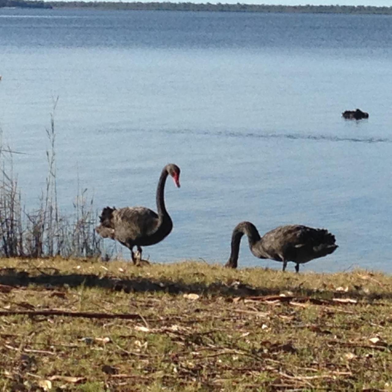 Swan Cove Beachfront Raymond Island Eksteriør bilde